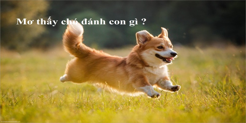 Các con số may mắn khi ngủ mơ thấy chó đánh số mấy