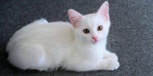 Ngủ Mơ Thấy Mèo Đánh Số Mấy Khi Tham Gia Lô Đề