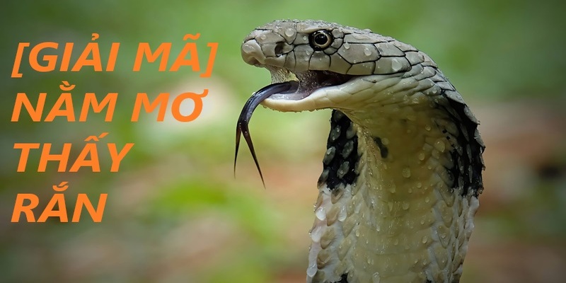 Giải mã các giấc mơ thấy rắn trong các trường hợp cụ thể