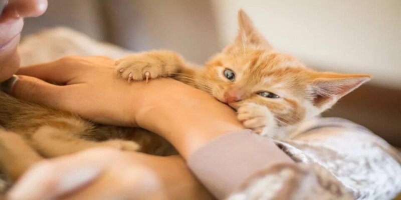 Gợi ý về ngủ mơ thấy mèo đánh số mấy trong lô đề
