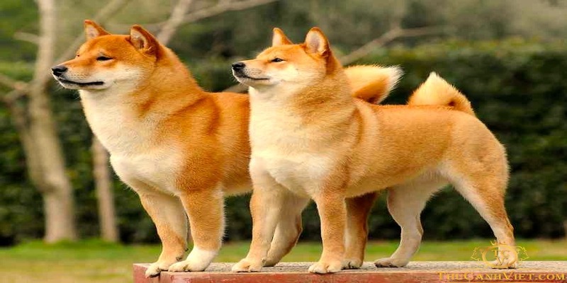Ngủ mơ thấy chó đánh số mấy - Mơ chó vàng