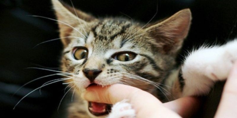 Ngủ mơ thấy mèo đánh số mấy qua các hành động của mèo