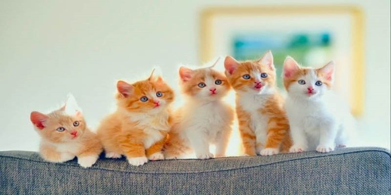 Ngủ mơ thấy mèo đánh số mấy thông qua màu của mèo
