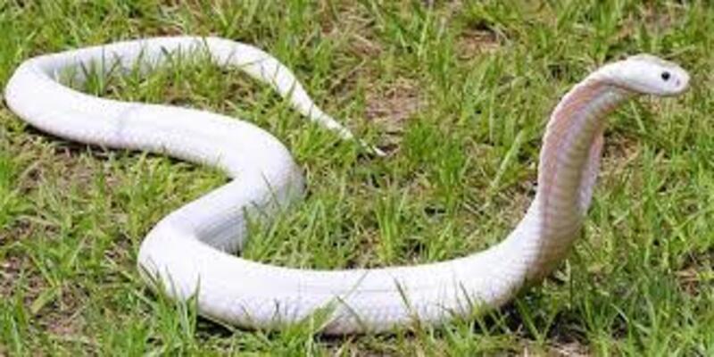 Ngủ mơ thấy rắn có tốt lành không?